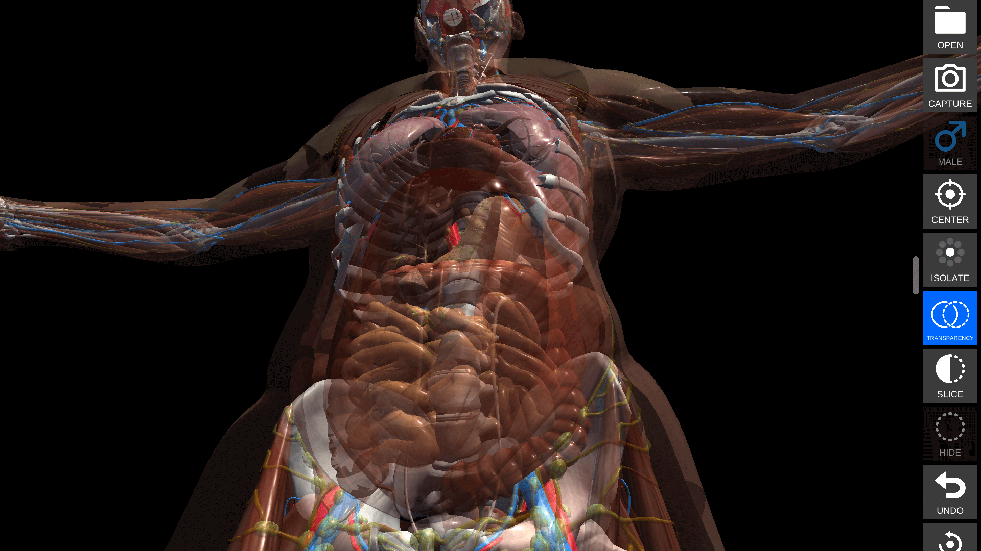 Anatomy View model and controls