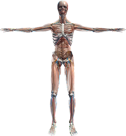 Transparent Anatomy View anatomical model