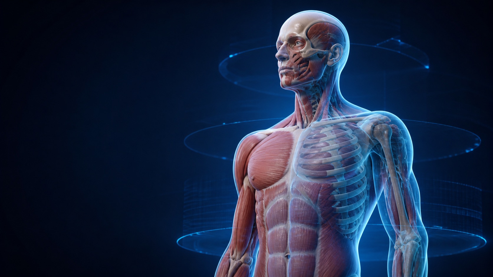 Educational anatomical model illuminated in a blue reference studio